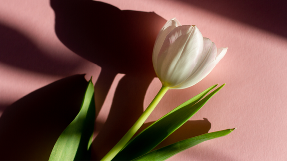 Catholic Cremation Beliefs